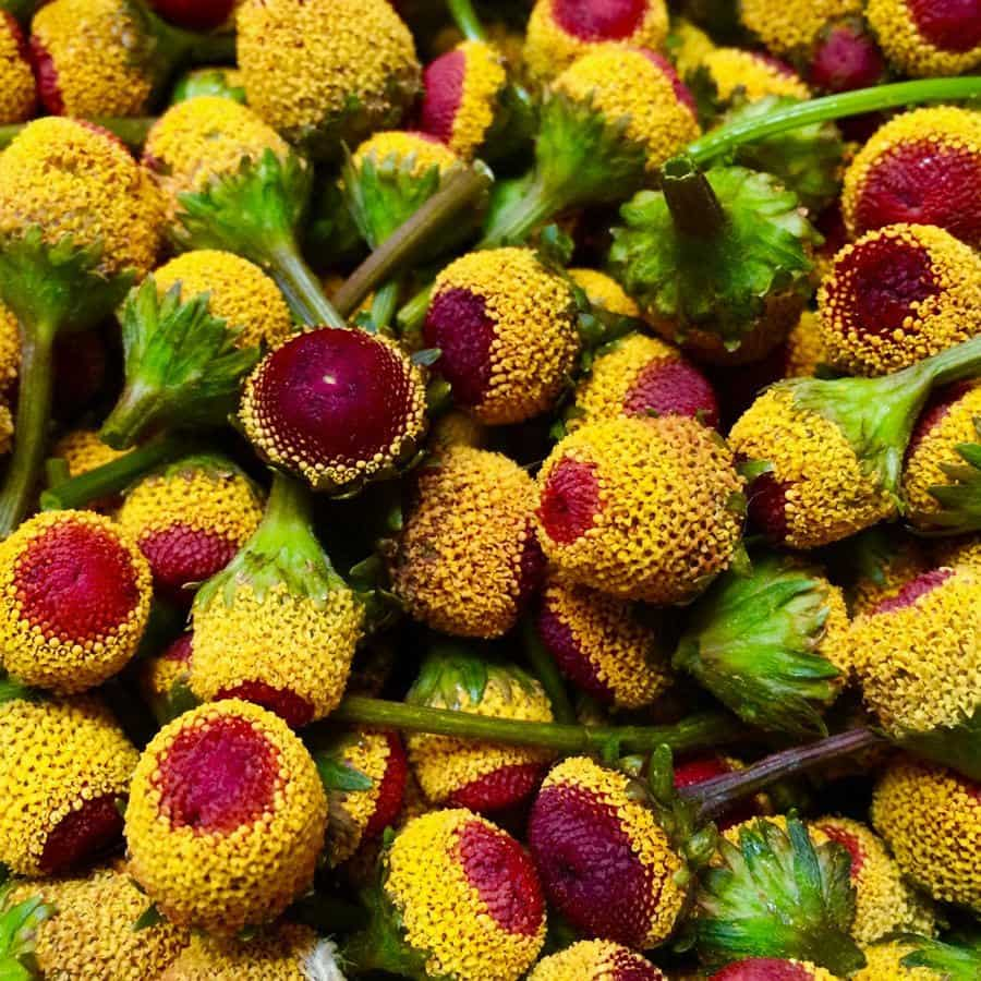 Spilanthes oleracea.jpg